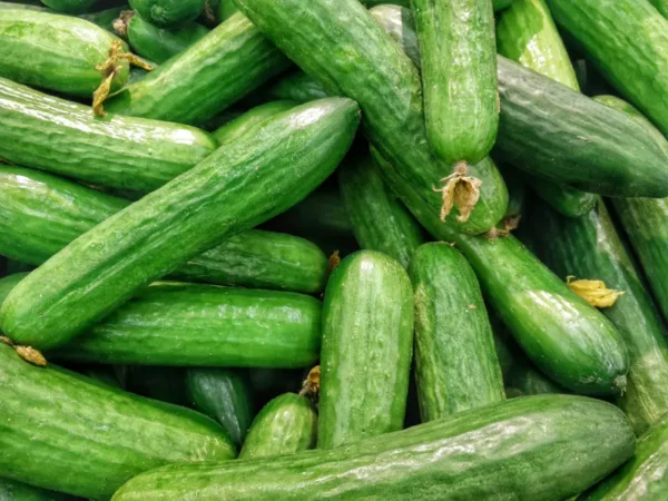 PEPINO POR KG  /  VALLE LA RINCONADA