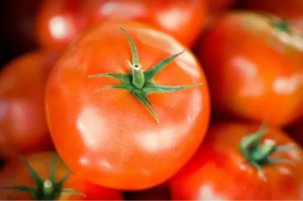 TOMATE MANZANA POR KG /  VALLE LA RINCONADA